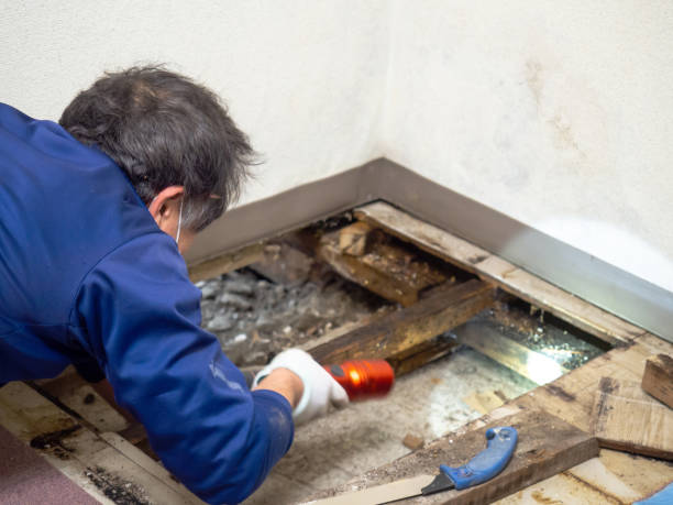 Best Mold Remediation  in Floydada, TX