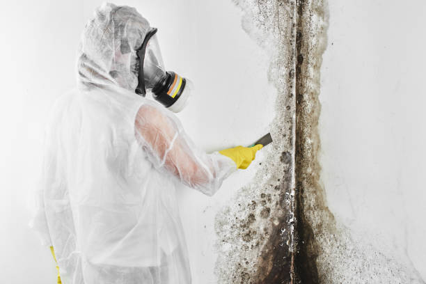 Best Mold Removal Company Near Me  in Floydada, TX
