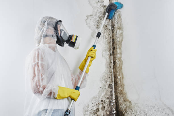 Best Same-Day Mold Removal  in Floydada, TX