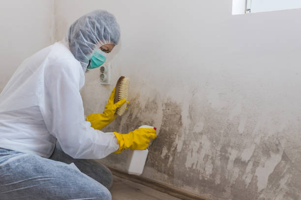 Best Mold Removal and Inspection  in Floydada, TX