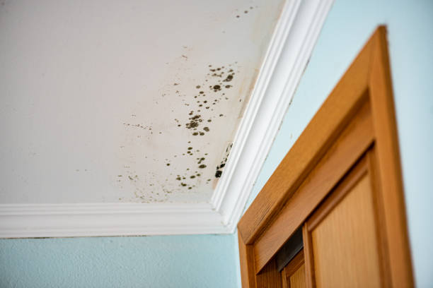 Best Local Mold Removal Service  in Floydada, TX